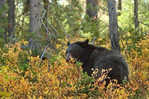 Bear walking through autumn forest, surrounded by foliage.