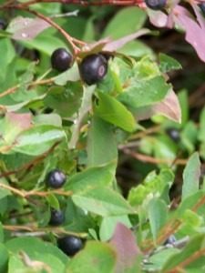 Green plant with small dark berries.
