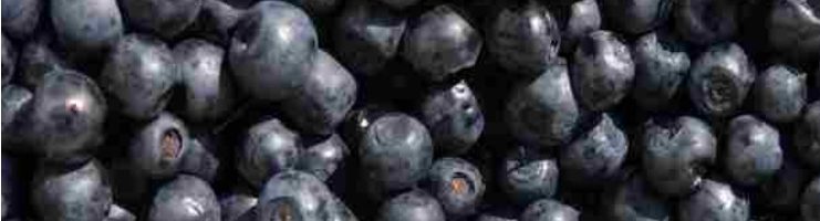 Close-up of fresh blueberries clustered together.