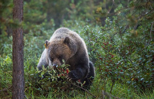 A grizzly bear foraging in dense green foliage.