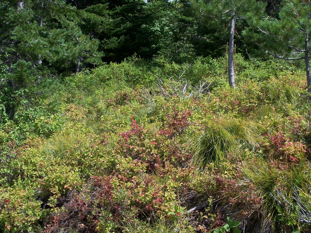 Lush green and reddish shrubs grow densely in a natural outdoor setting.
