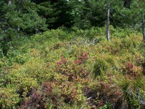 Dense forest with lush green vegetation.