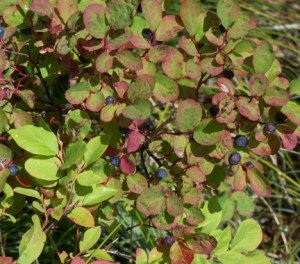 Wild blueberry bush with green leaves.