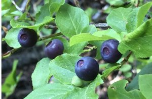 Dark blue berries on leafy green branches.